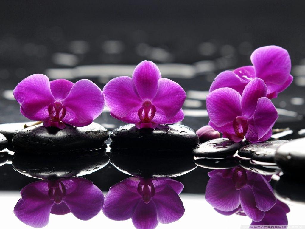 1024x768 Orchids ❤ 4K HD Desktop Wallpaper for 4K Ultra HD TV • Dual Monitor