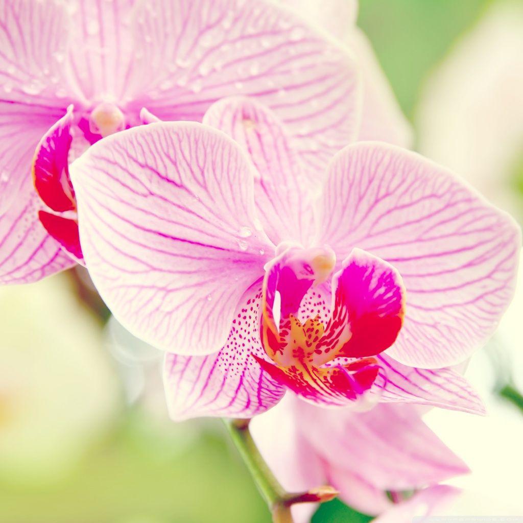 1024x1024 Orchid Flower ❤ 4K HD Desktop Wallpaper for