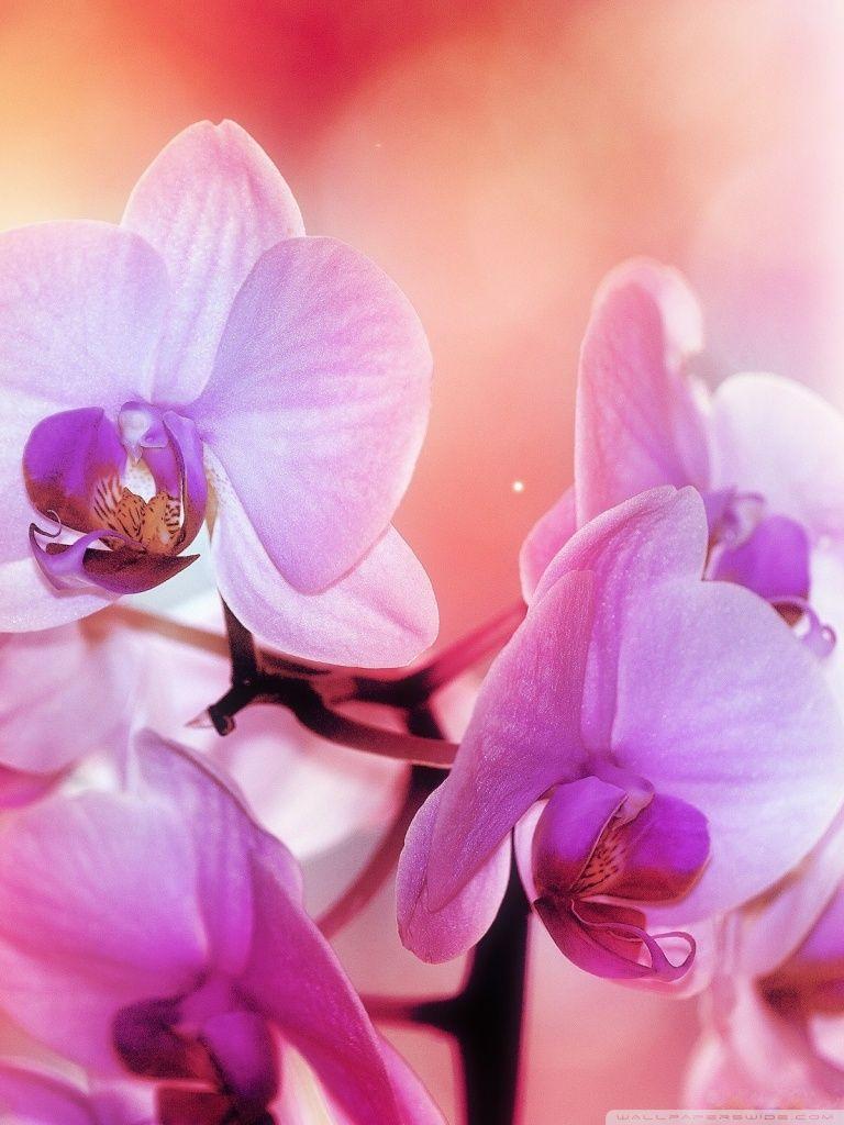 768x1024 Orchid Flowers ❤ 4K HD Desktop Wallpaper for 4K Ultra HD TV • Dual