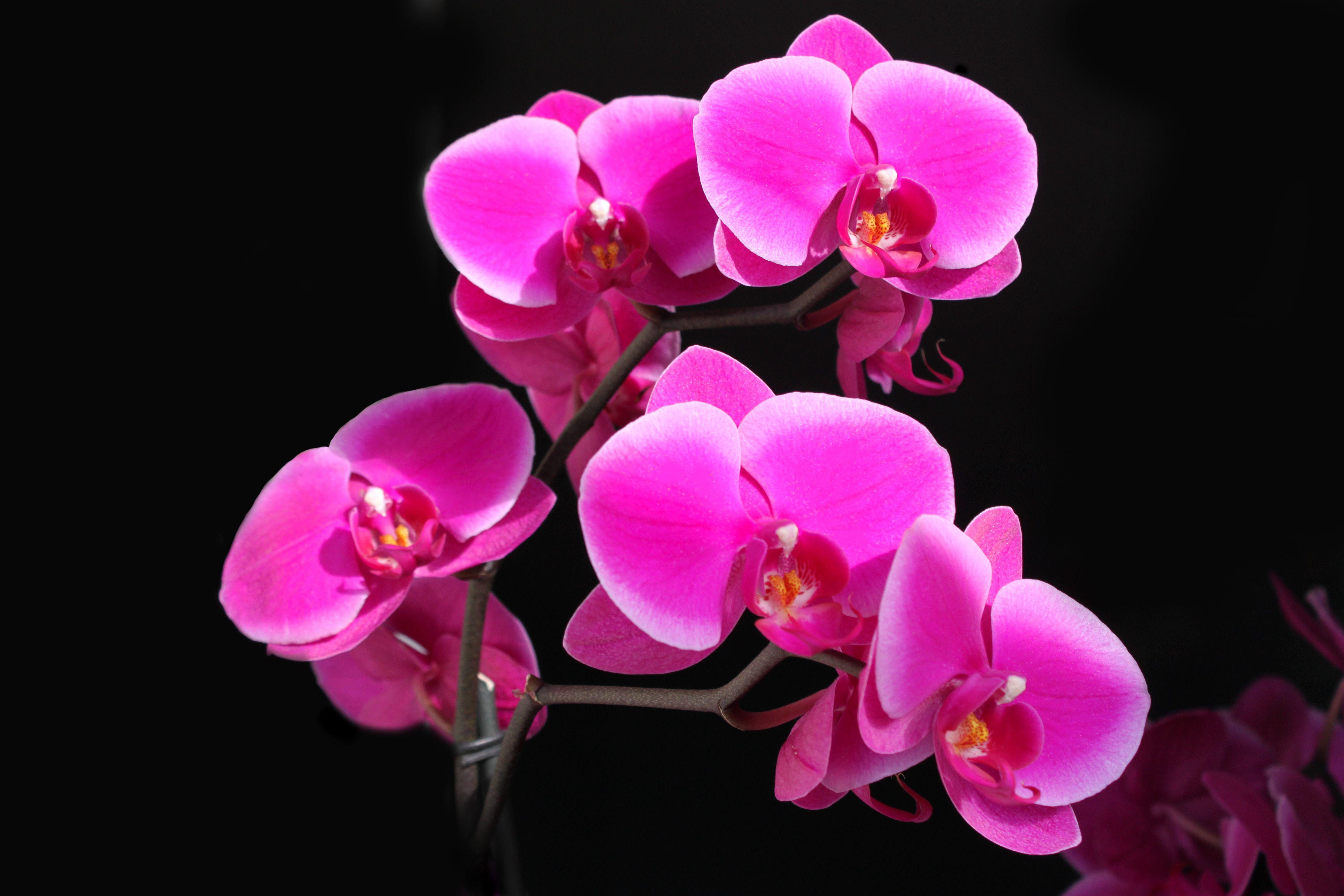 4752x3168 Orchid HD Wallpaper and Background Image