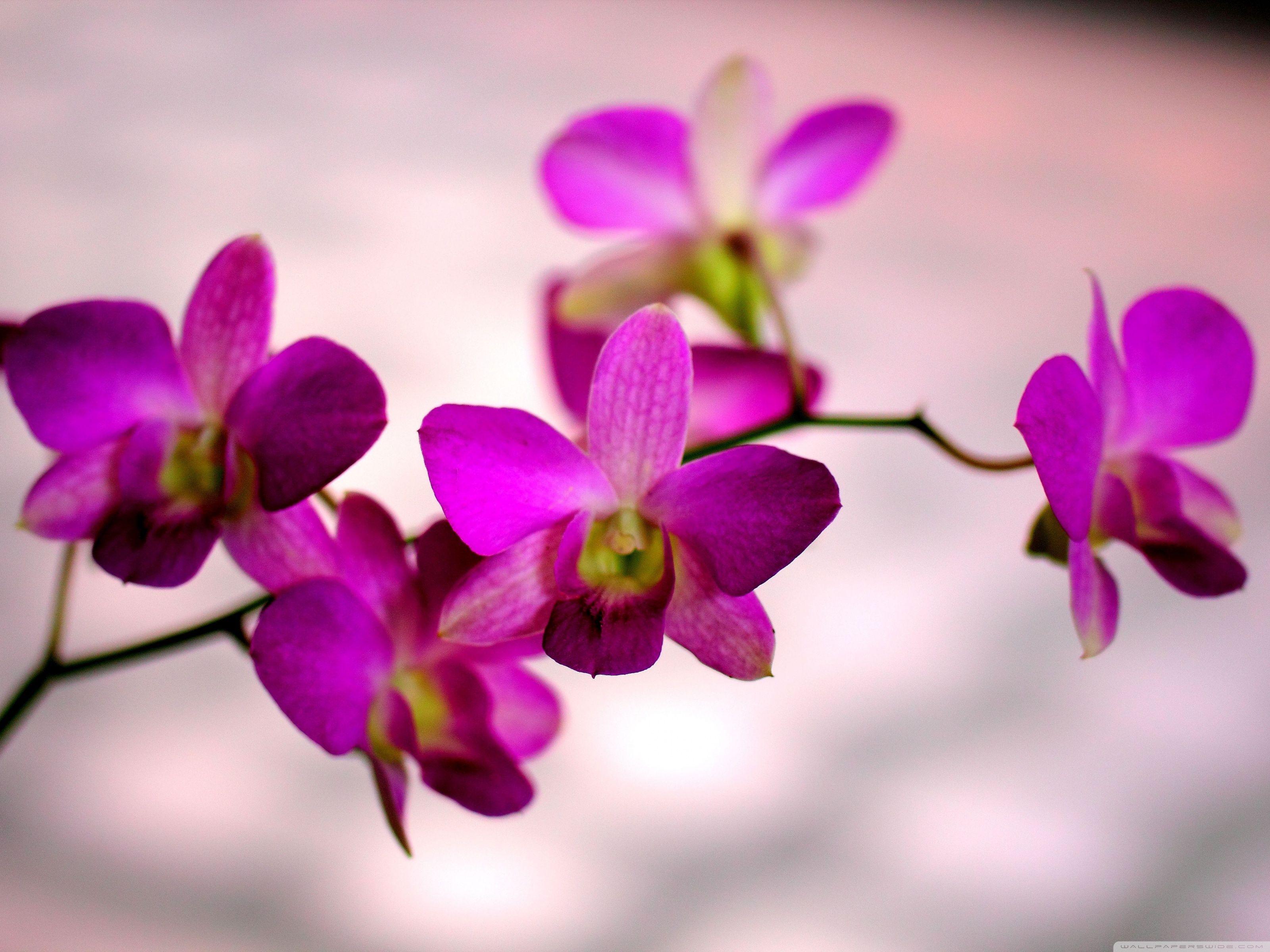 Orchid iPad Wallpapers Top Free Orchid iPad Backgrounds WallpaperAccess