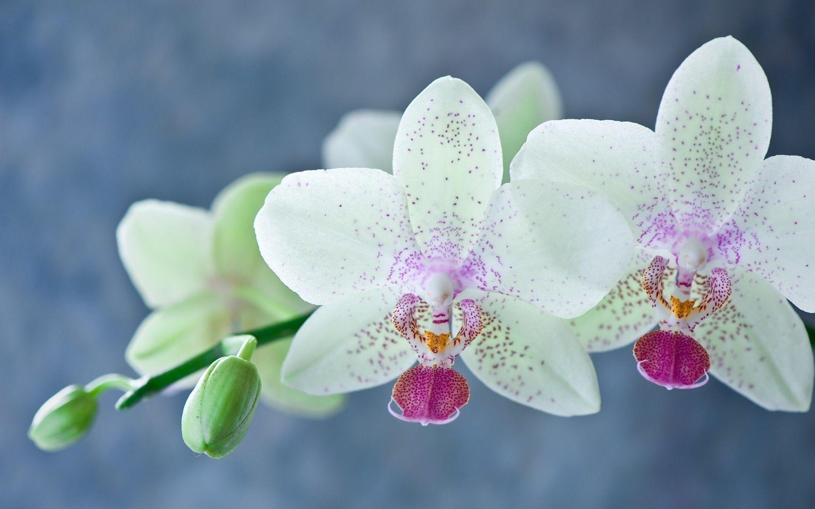 1680x1050 Flowers: Flower White Green Orchid Pink Orchids Blue Spring Desktop