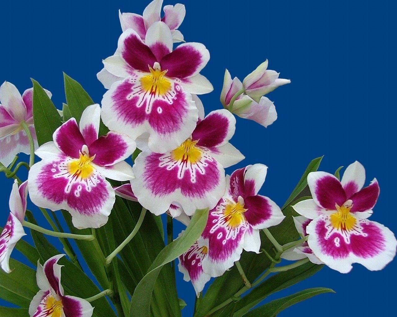 1280x1024 Flower Orchid Plant Orchids Petal Wallpaper Macbook Flower HD 16:9