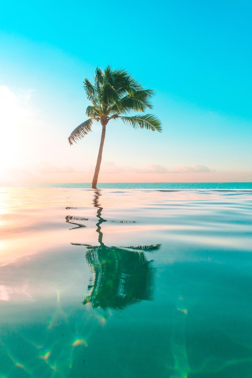 1000x1500 Tropical Wallpaper: Free HD Download [HQ]