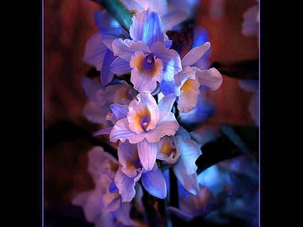 1024x768 Flower: Orchid Blue Flowers Orchids Black Large Wallpaper