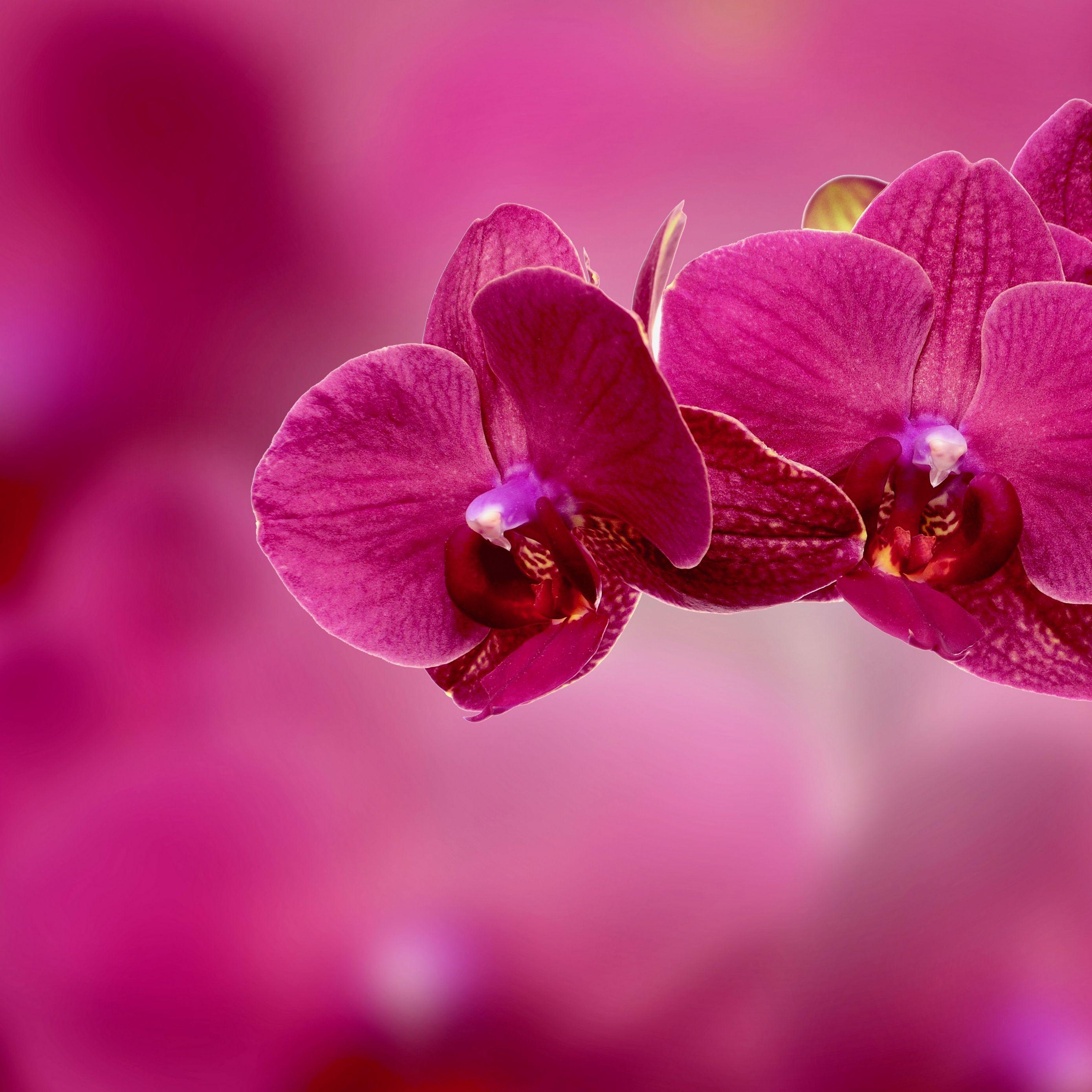 2780x2780 Download wallpaper 2780x2780 orchid, flower, petals, pink ipad air