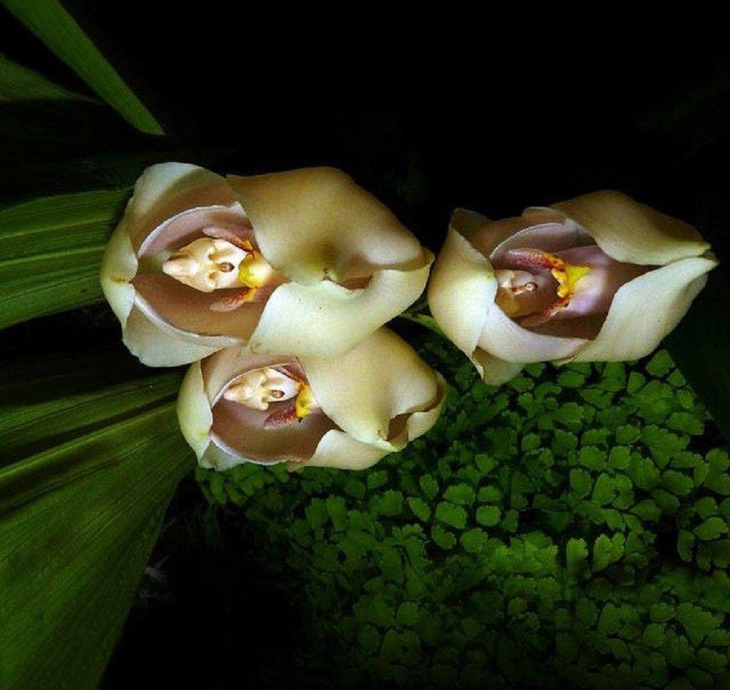 1024x968 Flowers: Orchids Flowers Swaddled Orchid Babies Flower Wallpaper