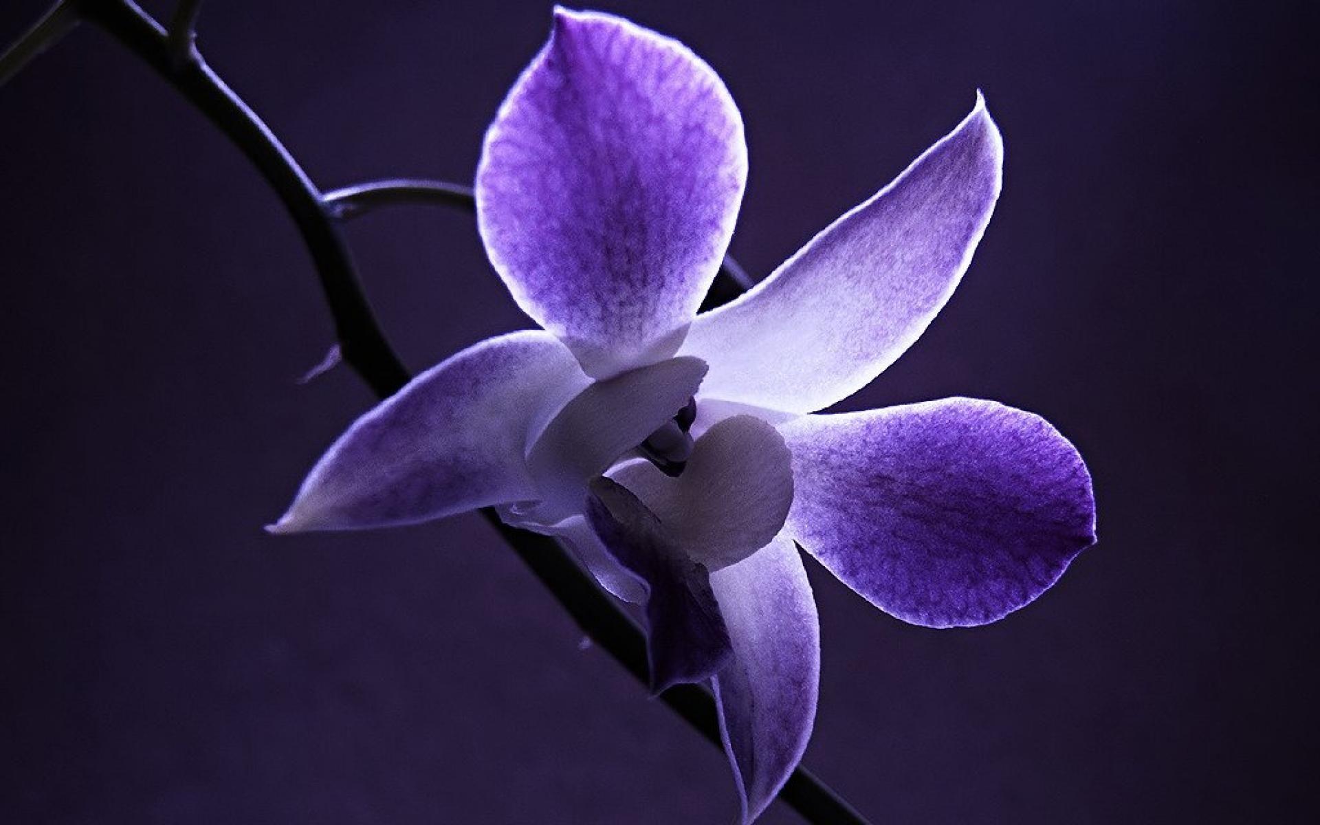 1920x1200 Dendrobium Orchid Wallapers Wallpaper High Quality