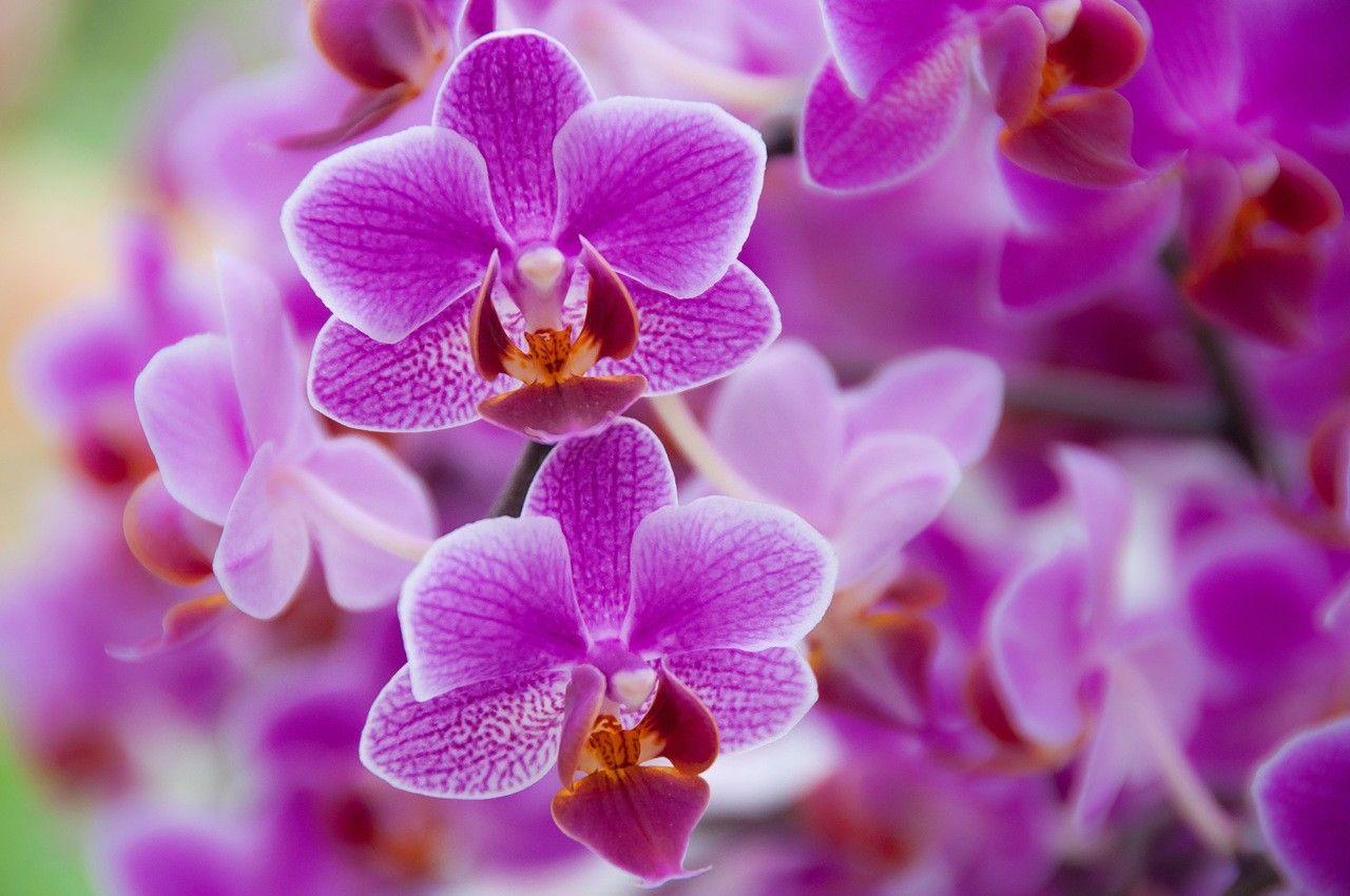 1280x850 AA44AA Color wallpaper: Pretty Purple Flowers Field Spring Green