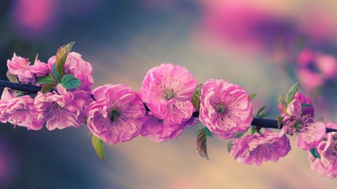 1366x768 Flowers: Orchid Pink Butterflies Butterfly Flowers Orchids Flower HD