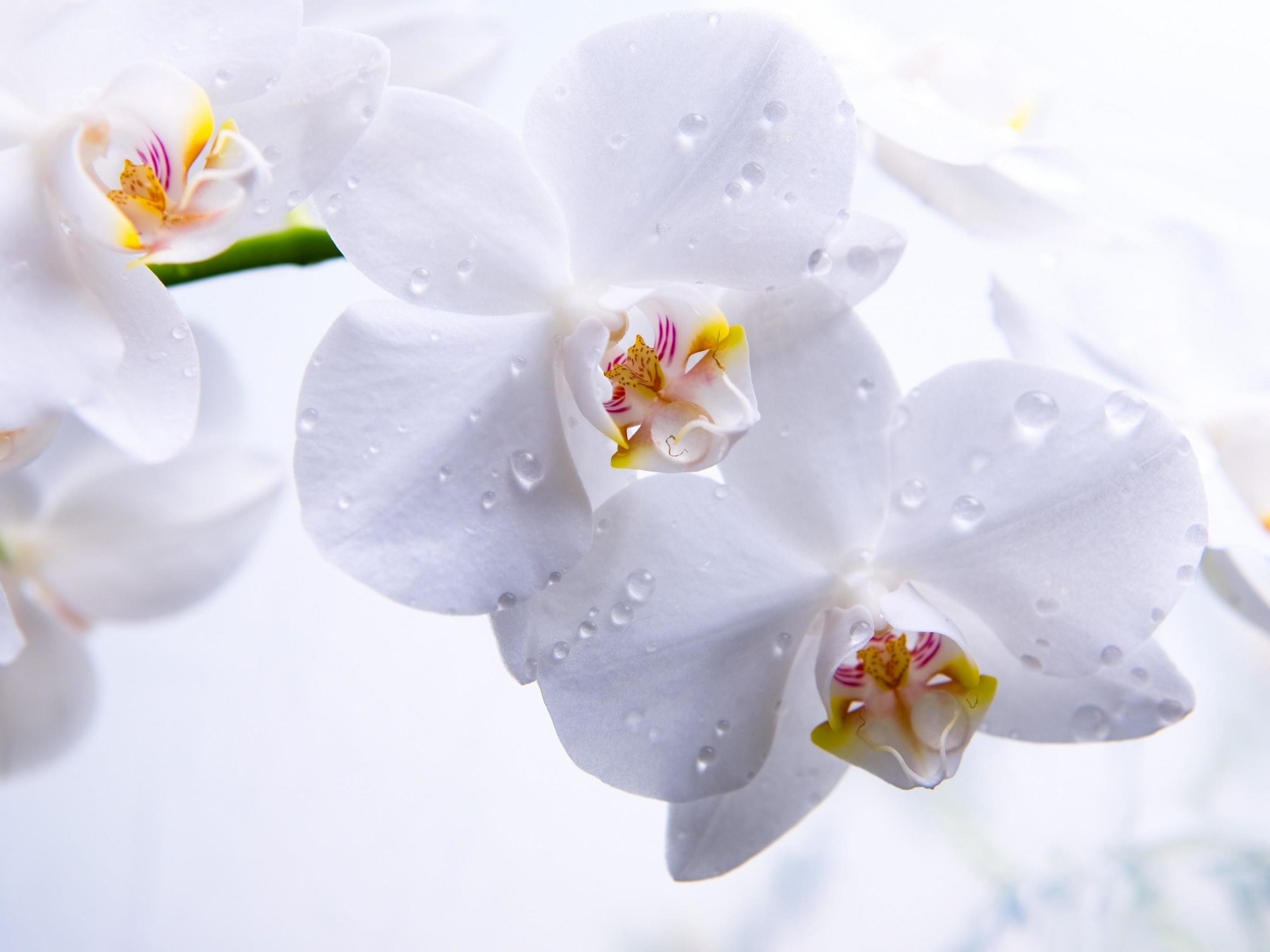 2732x2048 Wallpaper from Flowers Category. Wallpaper Studio 10
