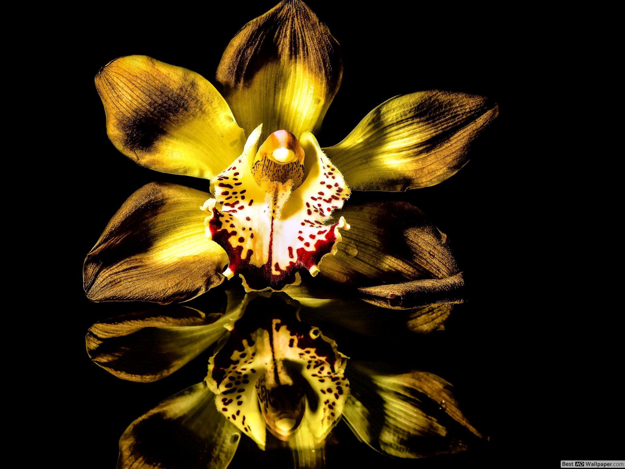 2048x1536 Orchid Reflection HD wallpaper download