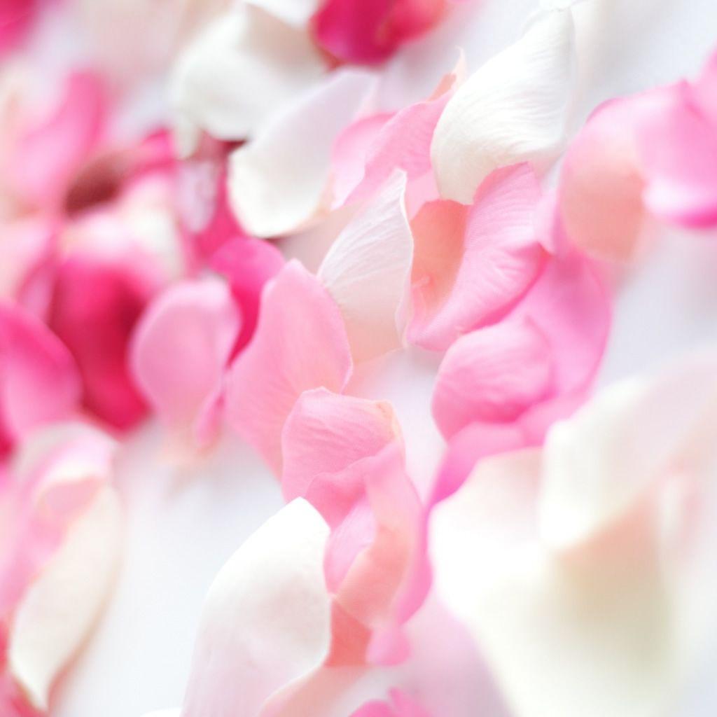 1024x1024 Pink Orchid Flowers iPad Wallpaper Download. iPhone Wallpaper