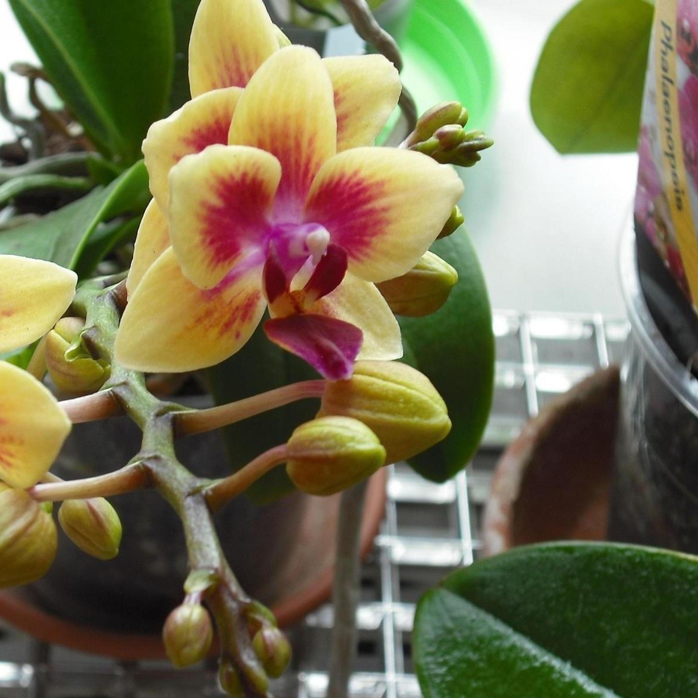 2932x2932 Orchid, Flower, Pot, Full HD Wallpaper