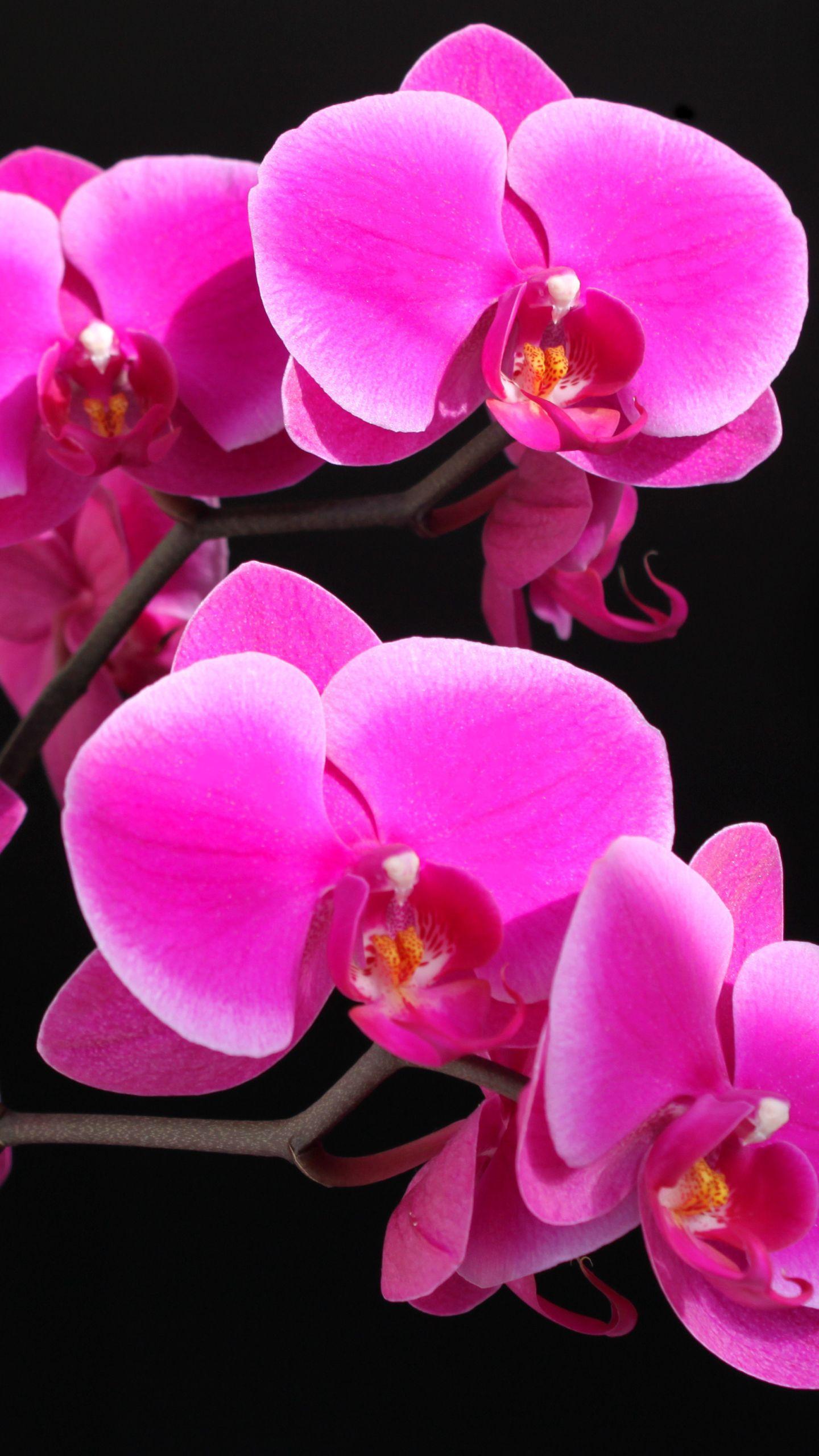 1440x2560 Earth Orchid (1440x2560) Wallpaper