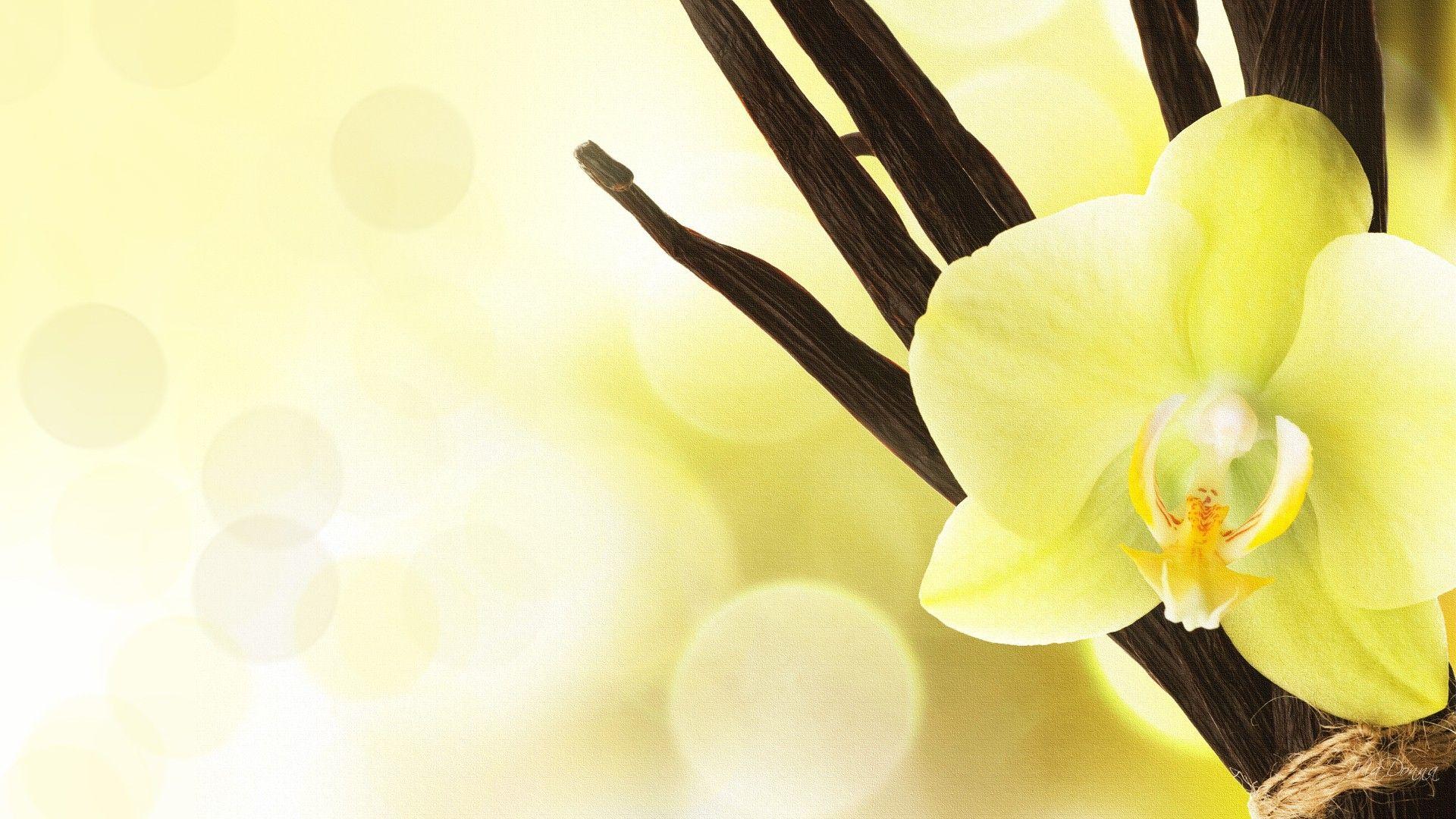 1920x1080 Orchid HD Wallpaper 11. HD Wallpaper, HD Image, HD Picture