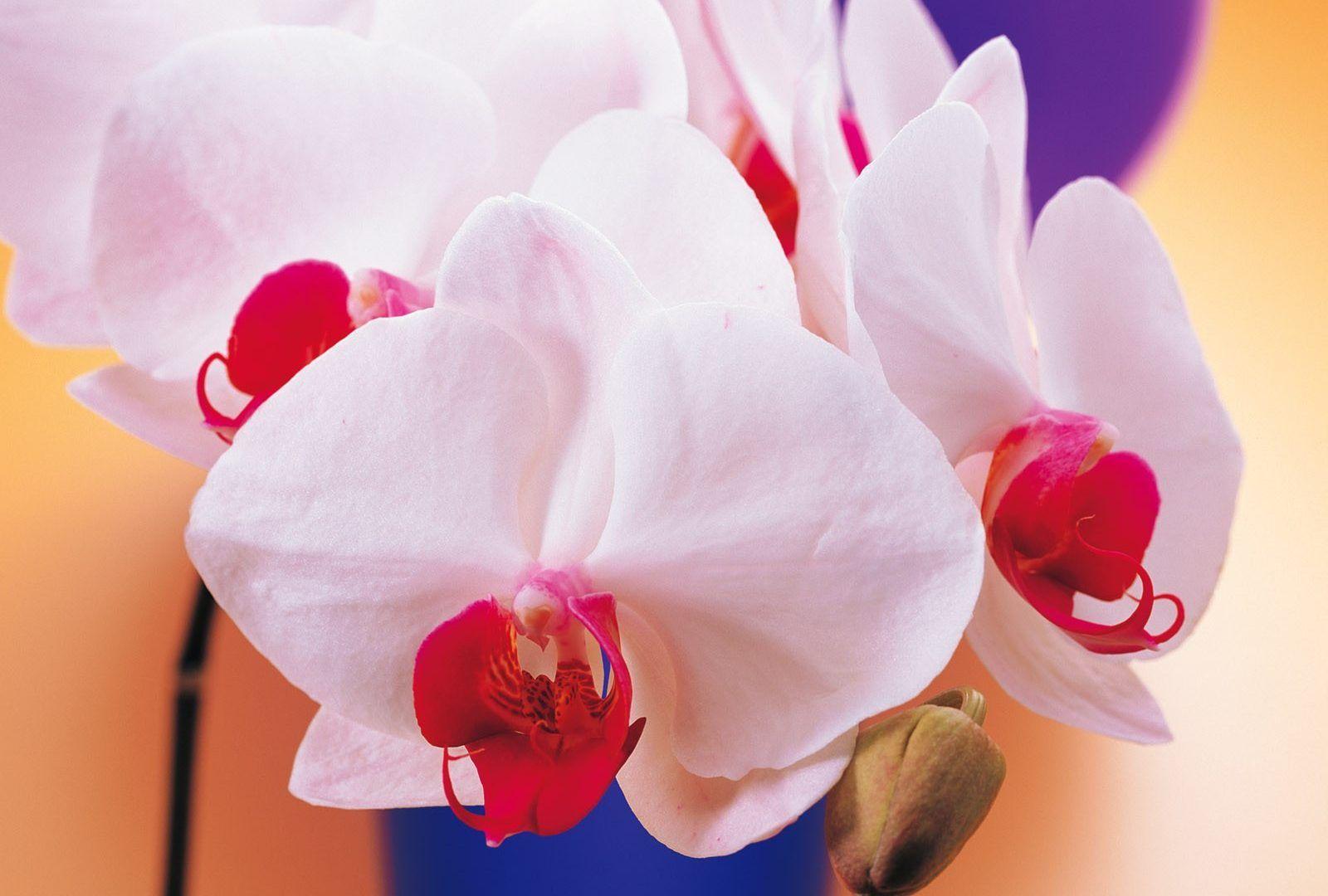 1600x1080 Orchid Flower latest HD Desktop Wallpaper Picture Gallery