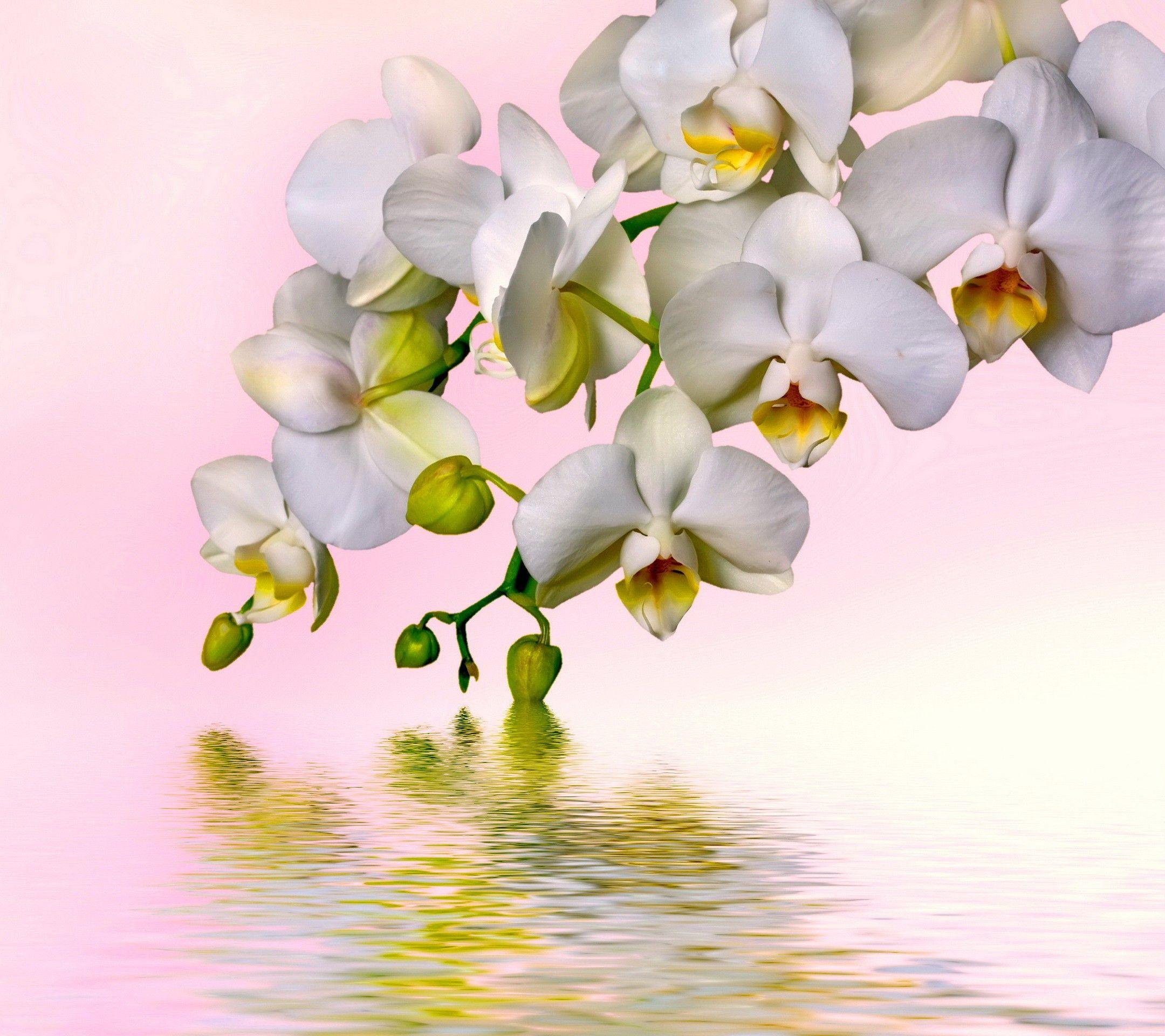 2160x1920 Flowers Orchid Beautiful White Flowers Reflection Water Phone