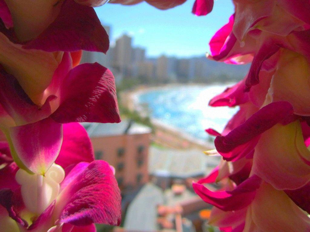 1024x768 Hotel through orchid lei view vista island wallpaper. AllWallpaper