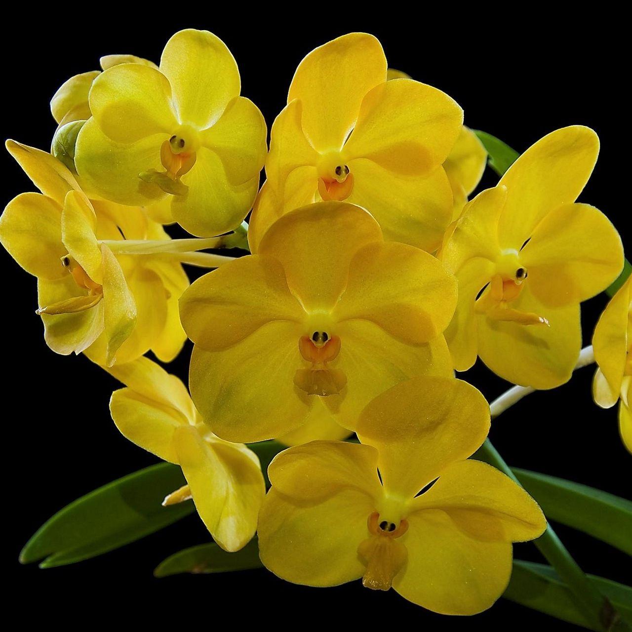 1280x1280 Download wallpaper 1280x1280 orchid, flower, yellow, exotic, black