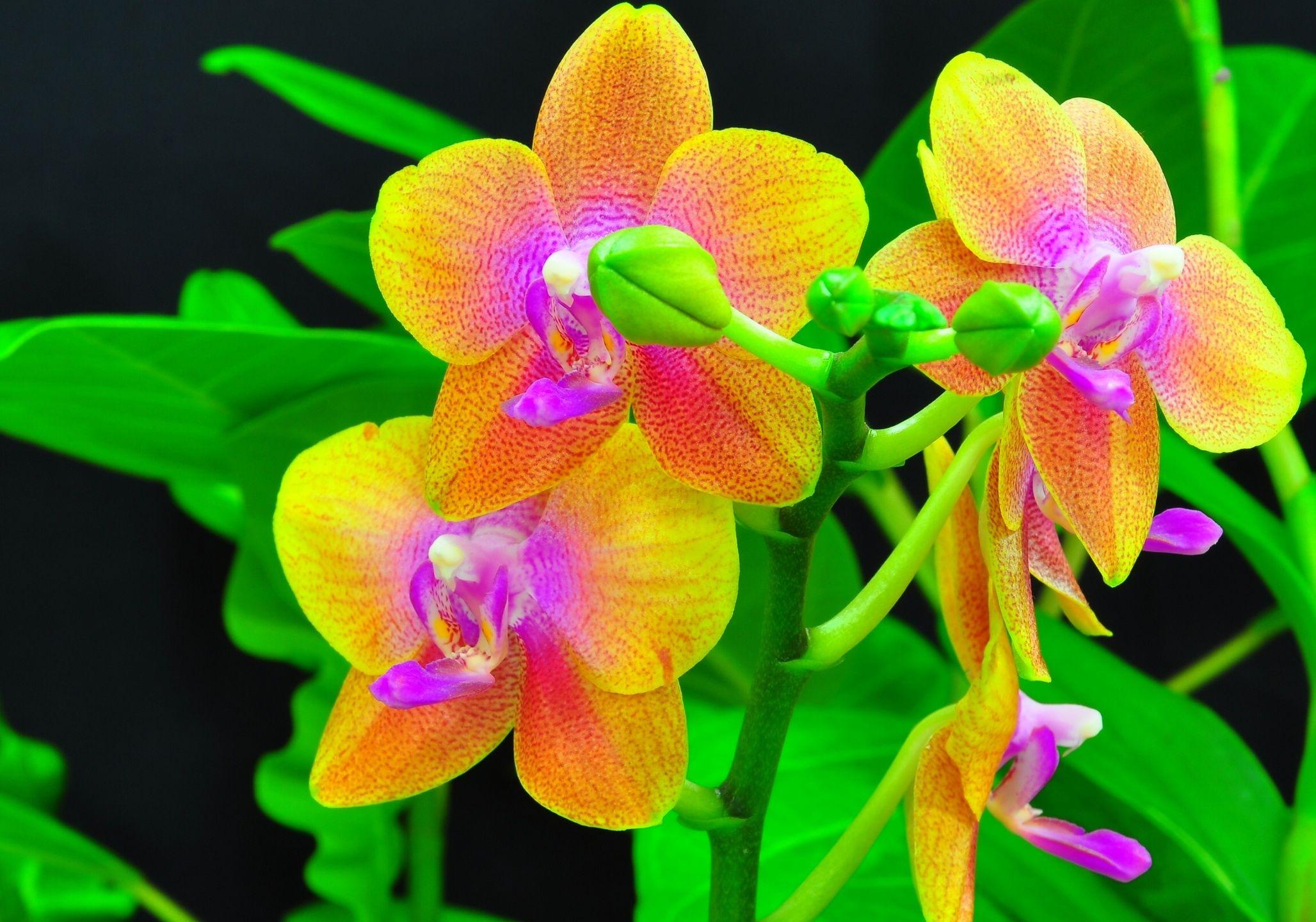 2056x1440 Orchid HD Wallpaper and Background Image