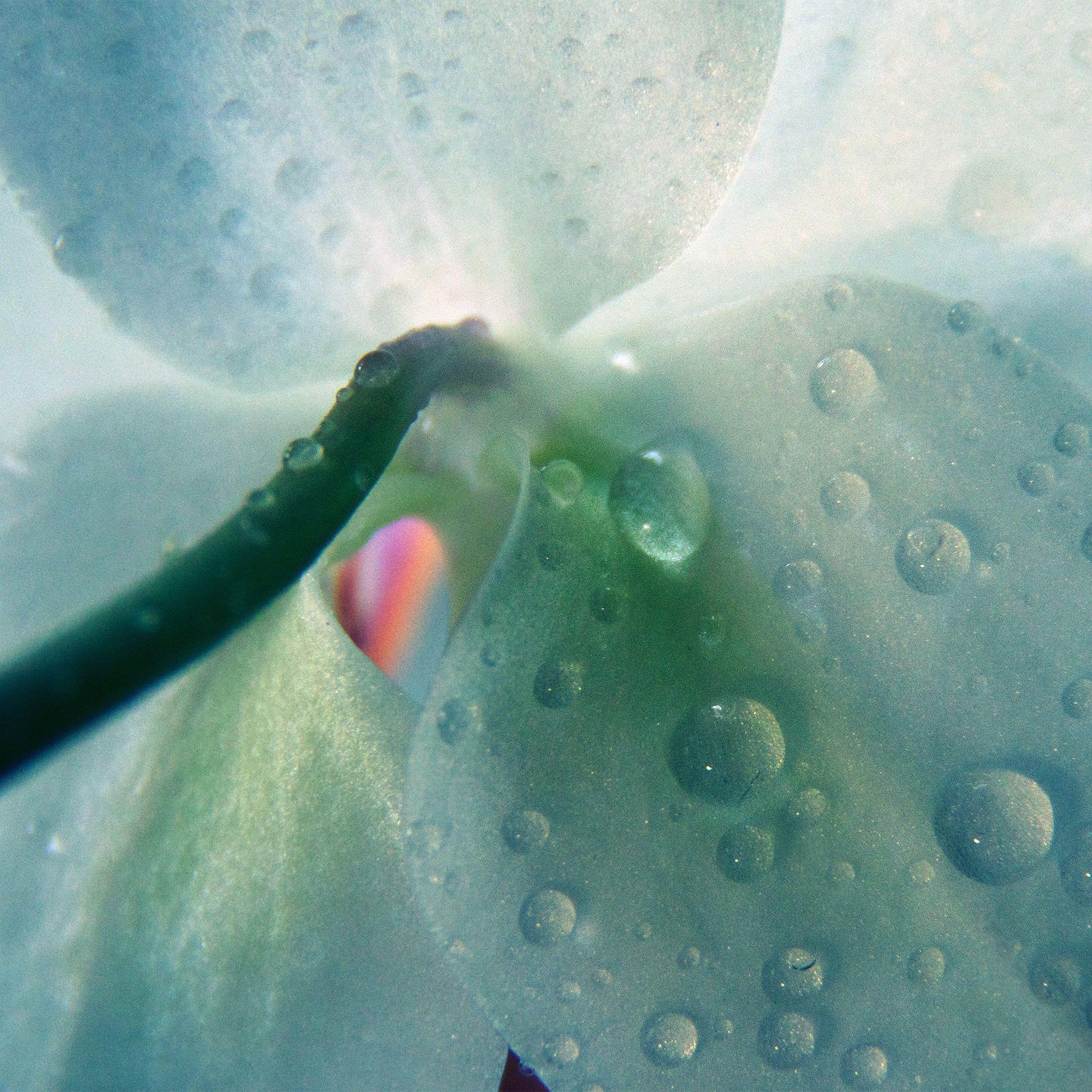 2732x2732 Green Orchid Nature Flower Rain Pattern Wallpaper