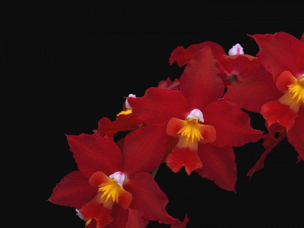 1024x768 orchid flower HD Wallpaper
