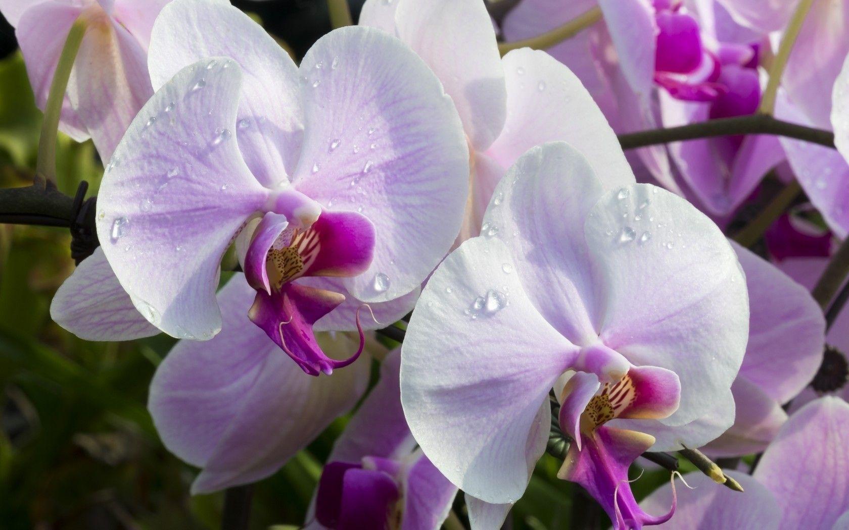 1680x1050 White Orchid Flowers Desktop Wallpaper