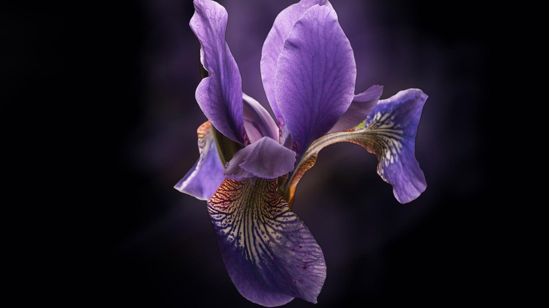 1920x1080 Orchids