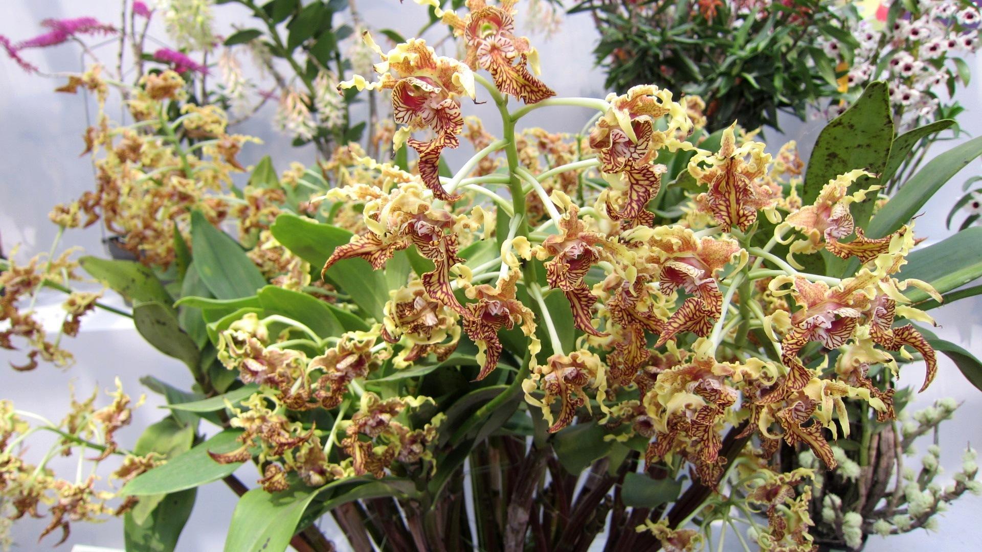 1920x1080 Lovely Orchids (id: 147882)