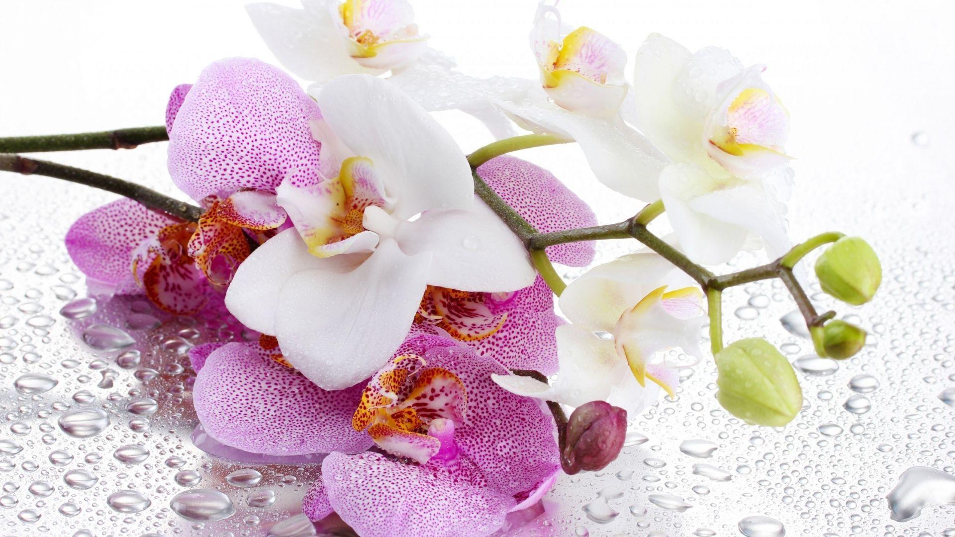 1920x1080 Pink and white Orchidaceae flowers. Beautiful flowers and plants