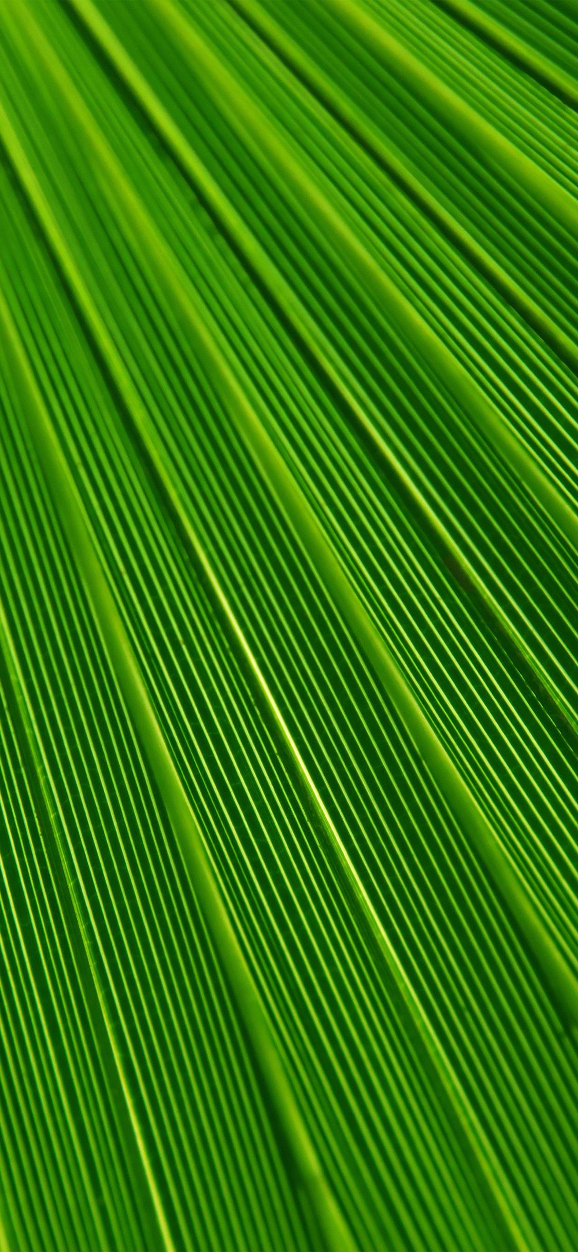 1125x2436 iPhone X wallpaper. leaf green surface texture nature pattern