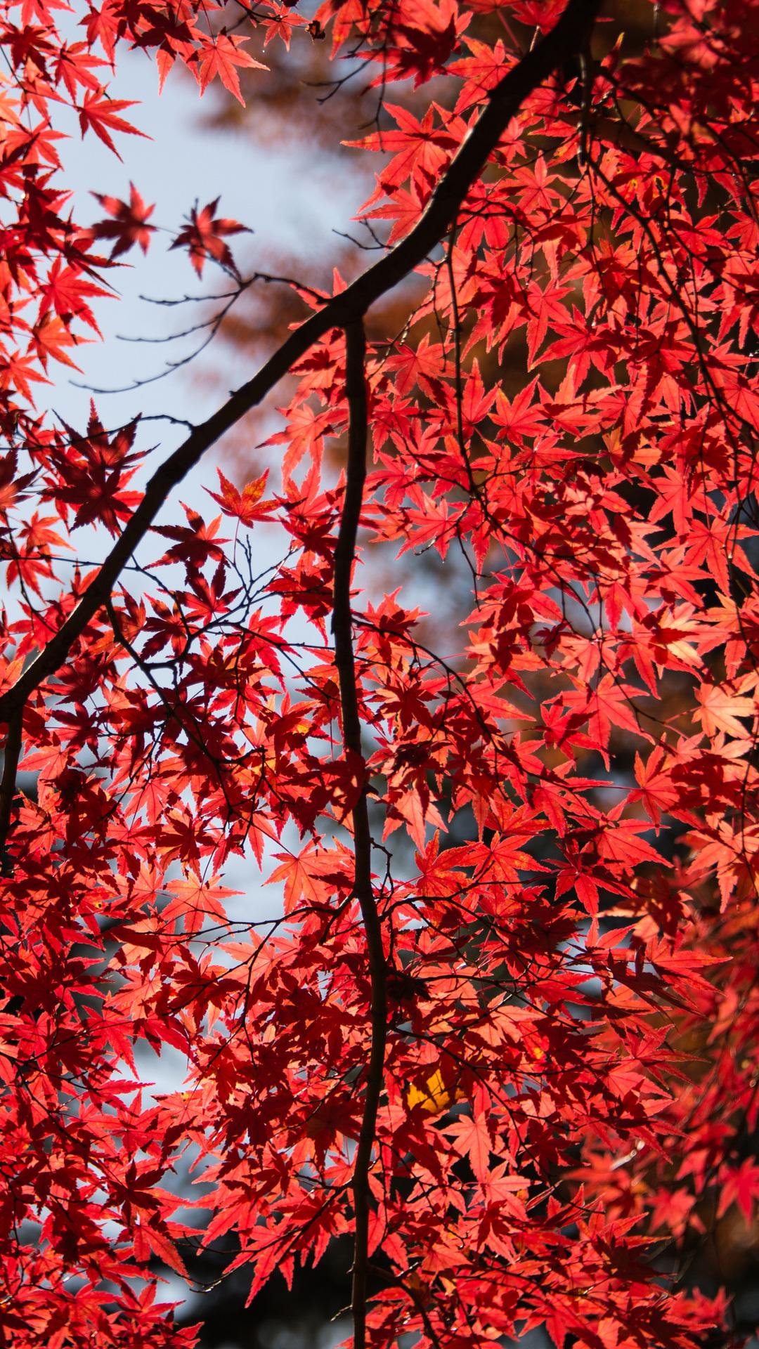 Red Nature iPhone Wallpapers Top Free Red Nature iPhone Backgrounds WallpaperAccess