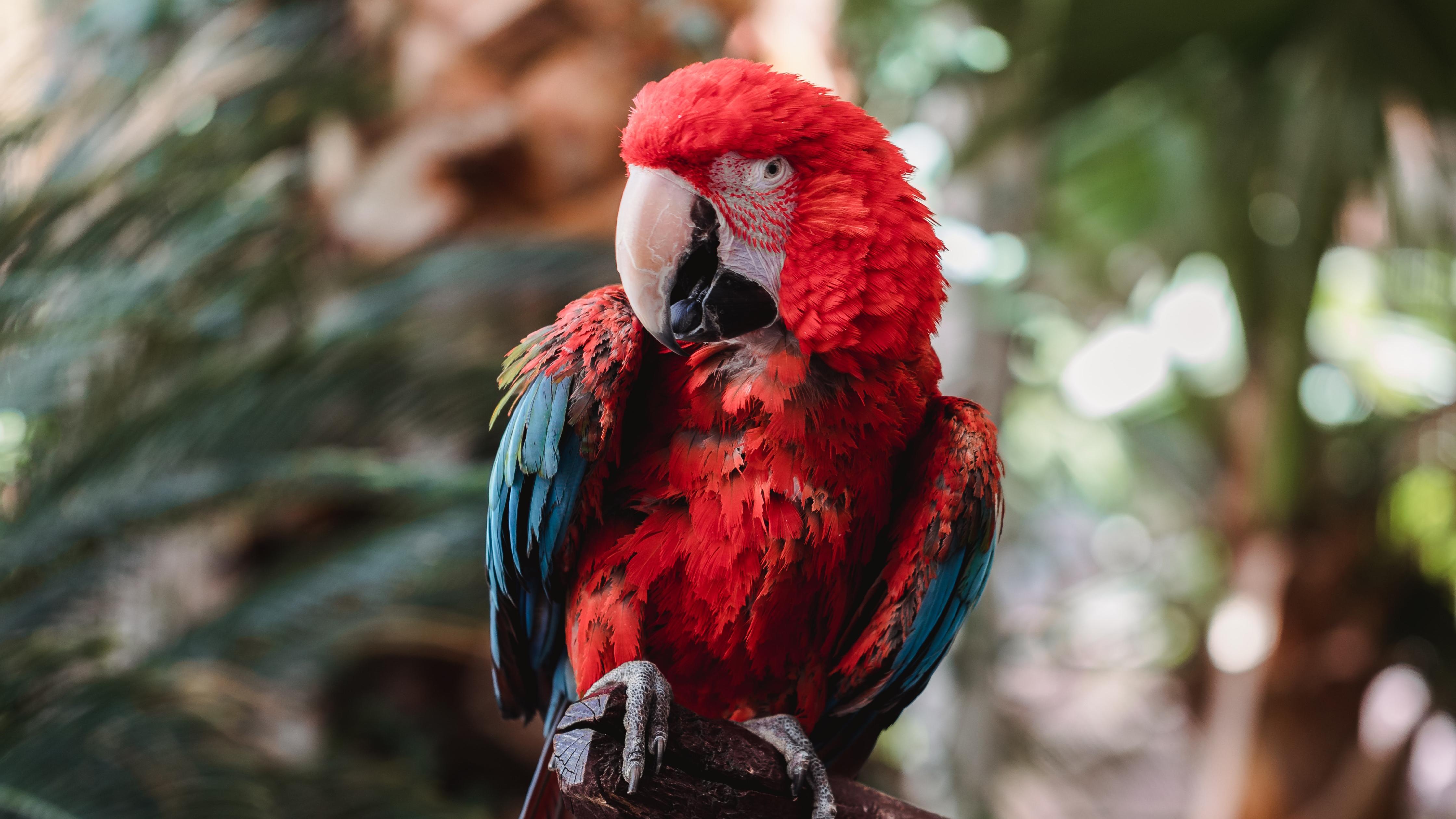 4480x2520 Macaw Wallpaper