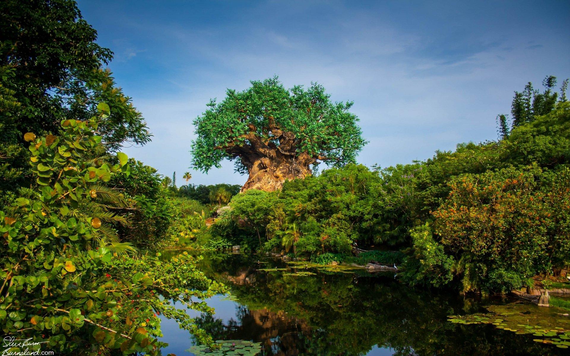 1920x1200 Tree of Life at Disney's Animal Kingdom HD Wallpaper