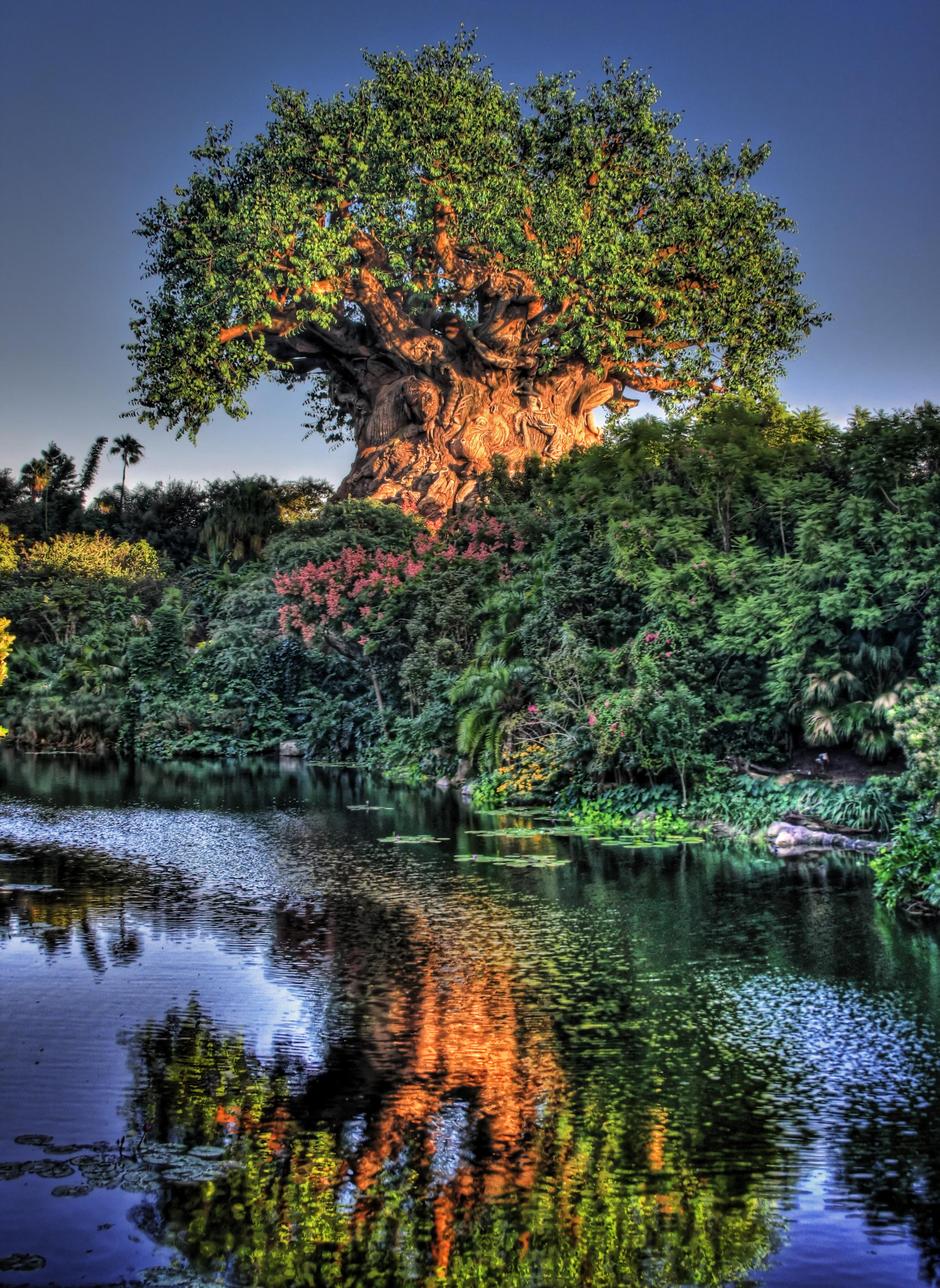 Disney Animal Kingdom Wallpapers Top Free Disney Animal Kingdom