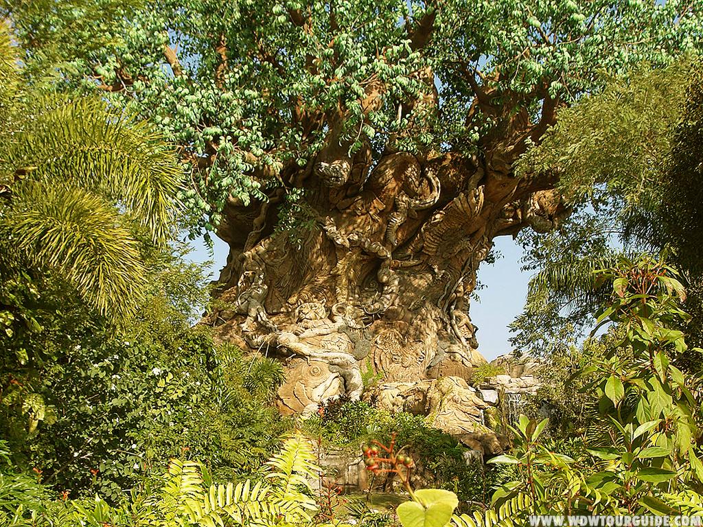 1024x768 Animal Kingdom Wallpaper World, The Tree Of Life