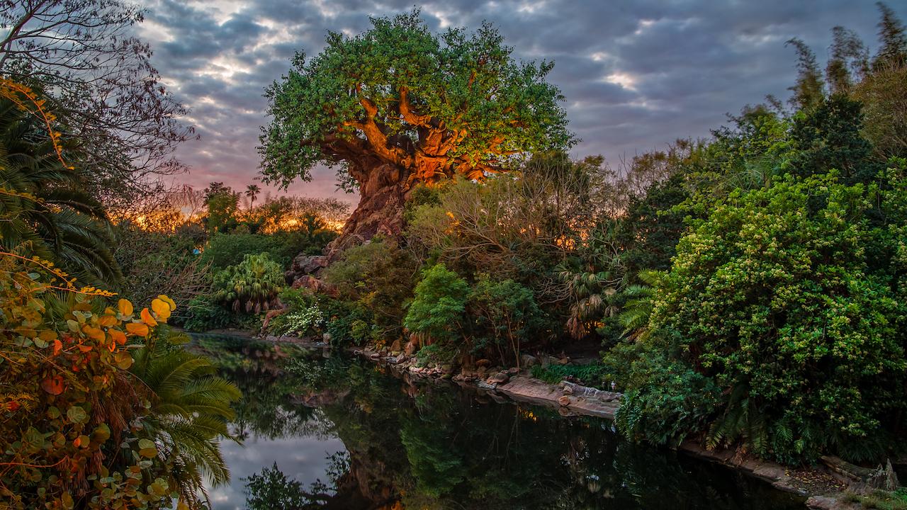 Disney Animal Kingdom Wallpapers Top Free Disney Animal Kingdom