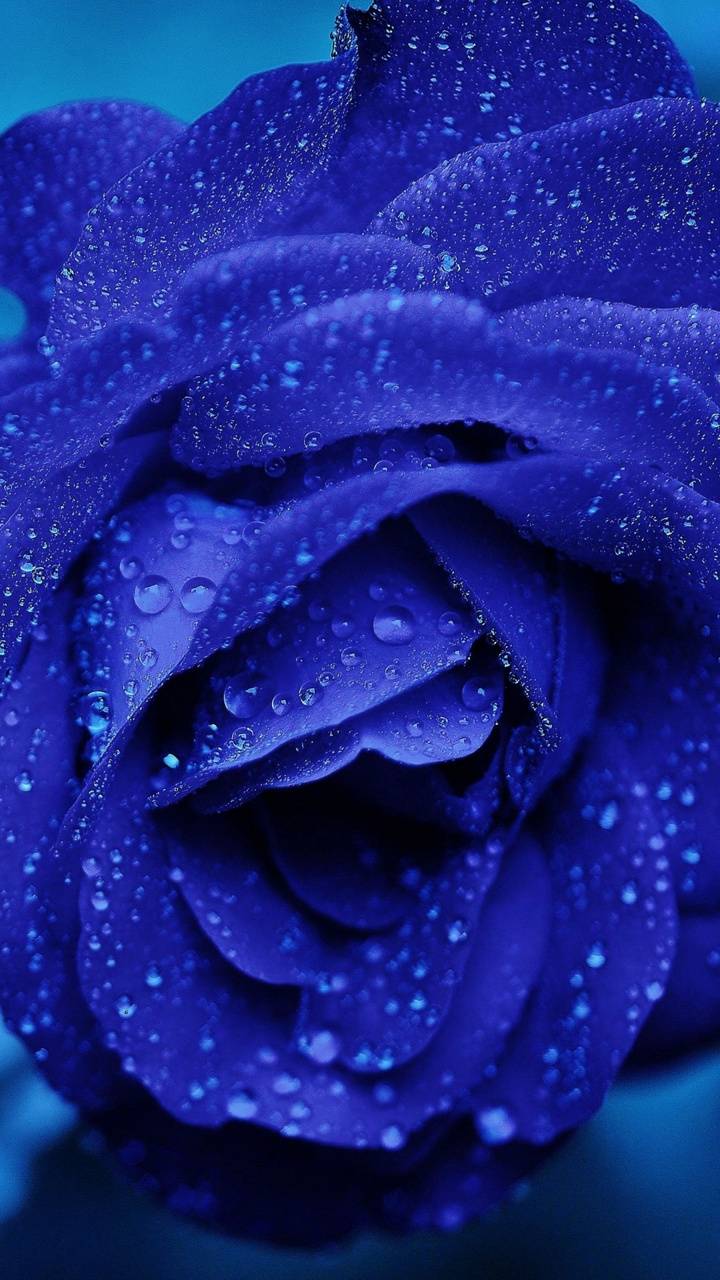 720x1280 Blue rose wallpaper