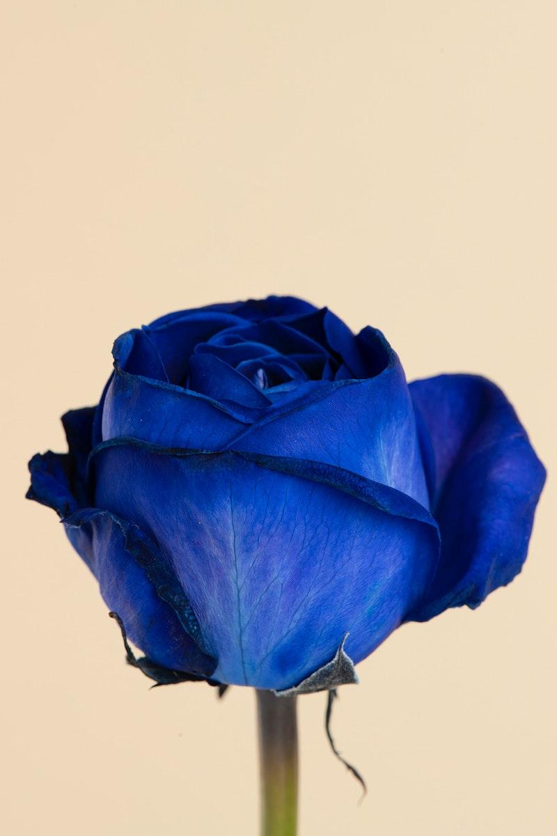 Blue Rose Phone Wallpapers Top Free Blue Rose Phone Backgrounds