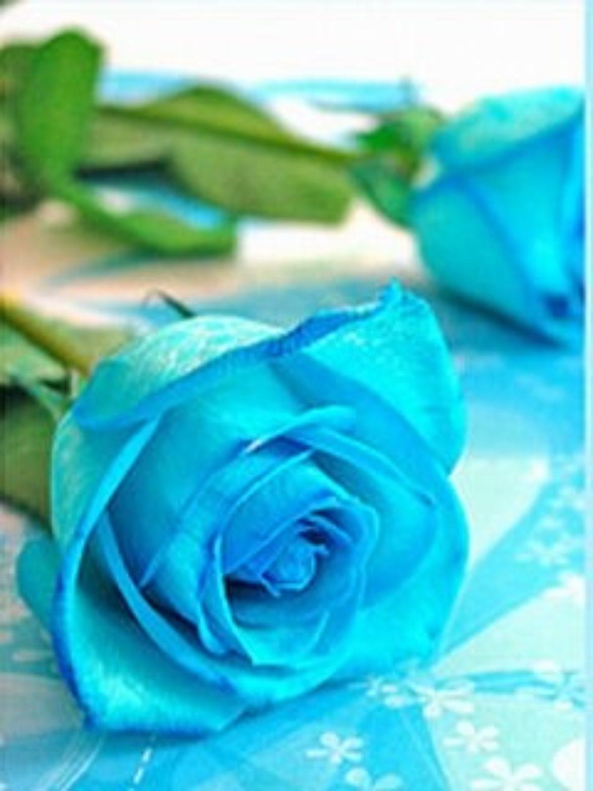 Blue Rose Phone Wallpapers Top Free Blue Rose Phone Backgrounds