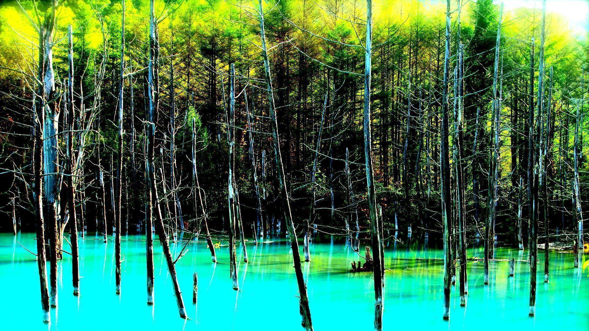 1920x1080 Landscape nature tree forest woods swamp river lake jungle florida