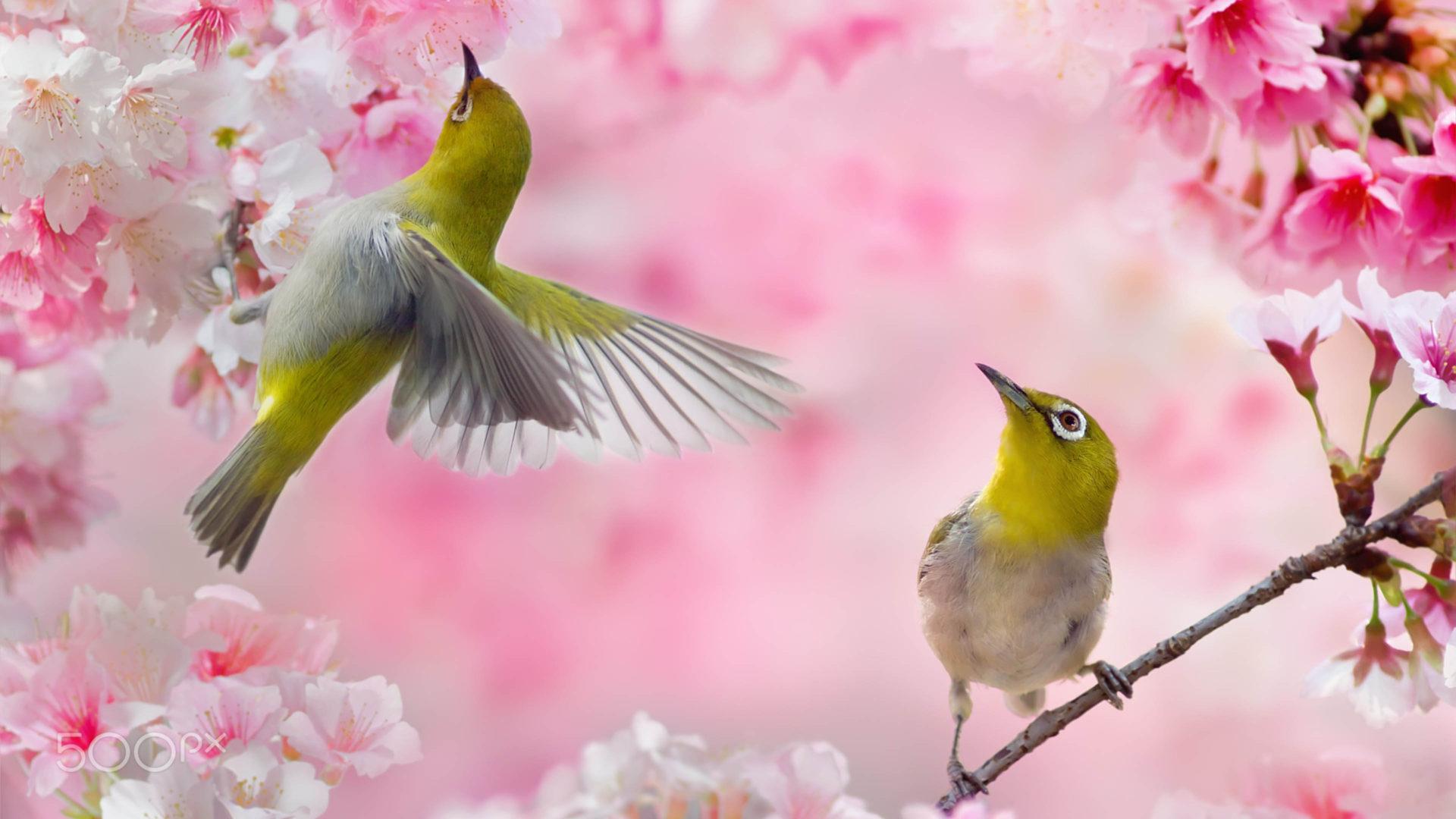 1920x1080 Warbling White Eye Scientific Name Zosterops Japonicus Pink Flowers Japanese Cherry Born In Asia From Eastern Himalayas To Southeast China And South Vietnam :