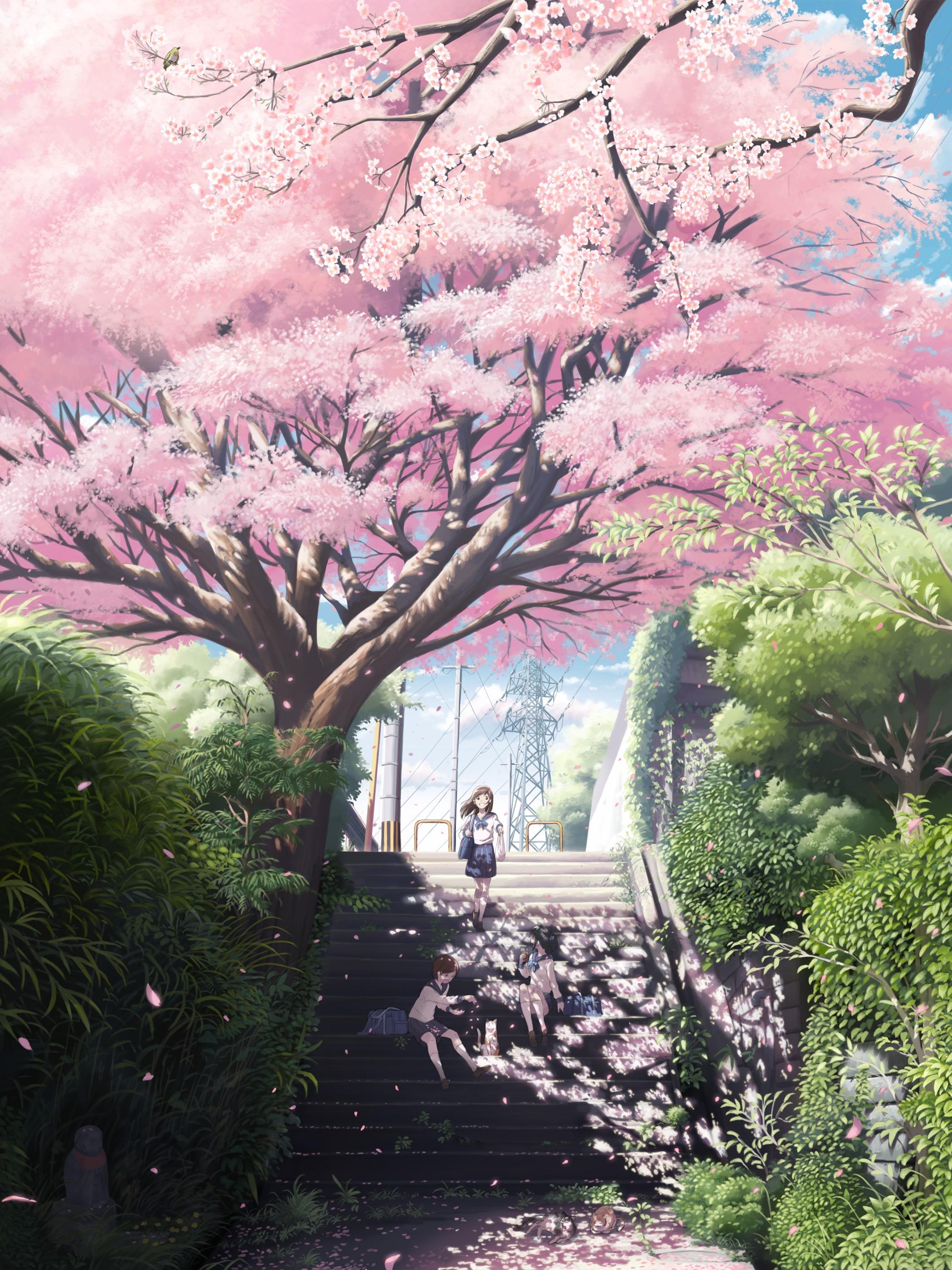 2100x2800 cherry trees HD wallpaper, Background