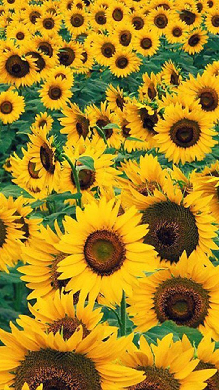 Green Sunflower Wallpapers - Top Free Green Sunflower Backgrounds