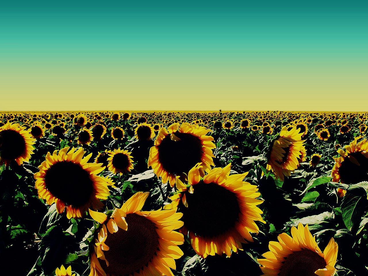 1280x960 Sunflower Computer Wallpaper
