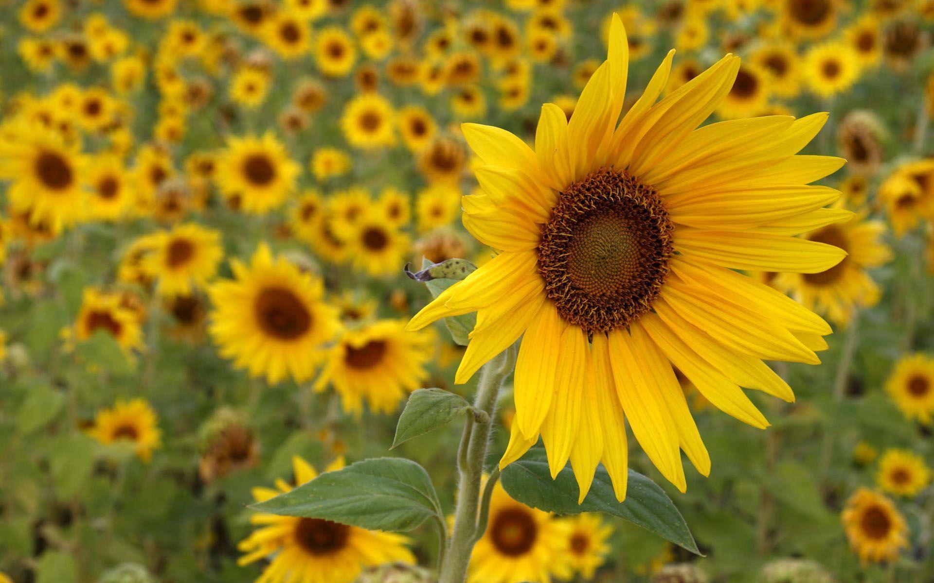 1920x1200 Sunflower
