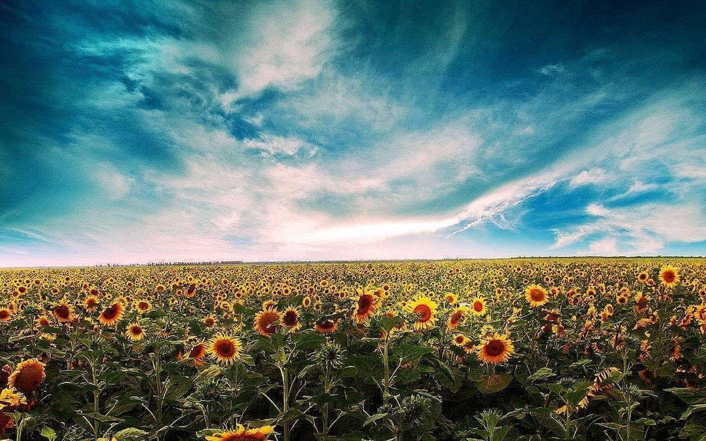 1440x900 Sunflower Vintage Desktop Wallpaper #Sunflower #Vintage #Desktop # Wallpaper I. Sunflowers Background, Summer Wallpaper, Vintage Desktop Wallpaper