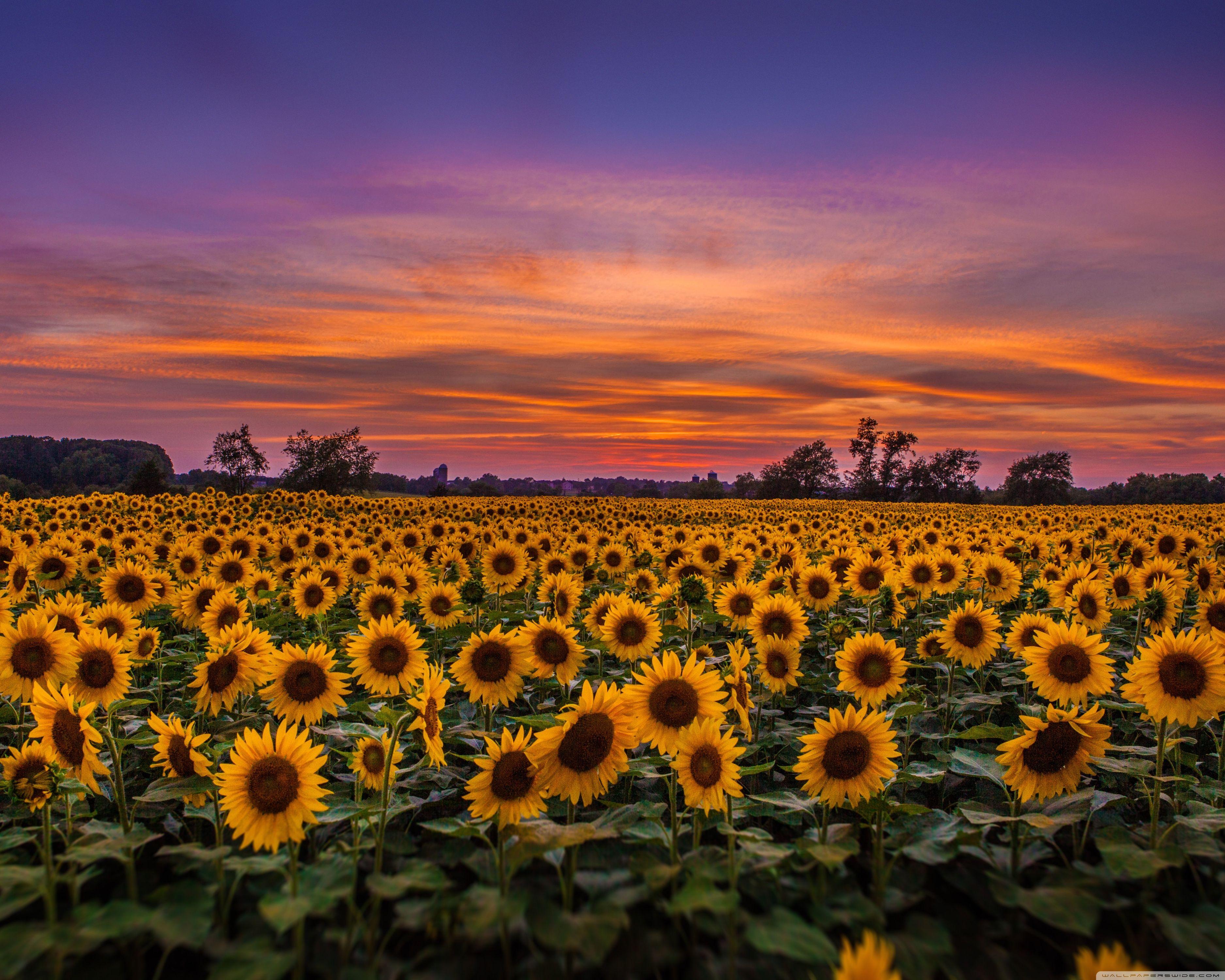 3750x3000 Vintage Sunflower Wallpaper