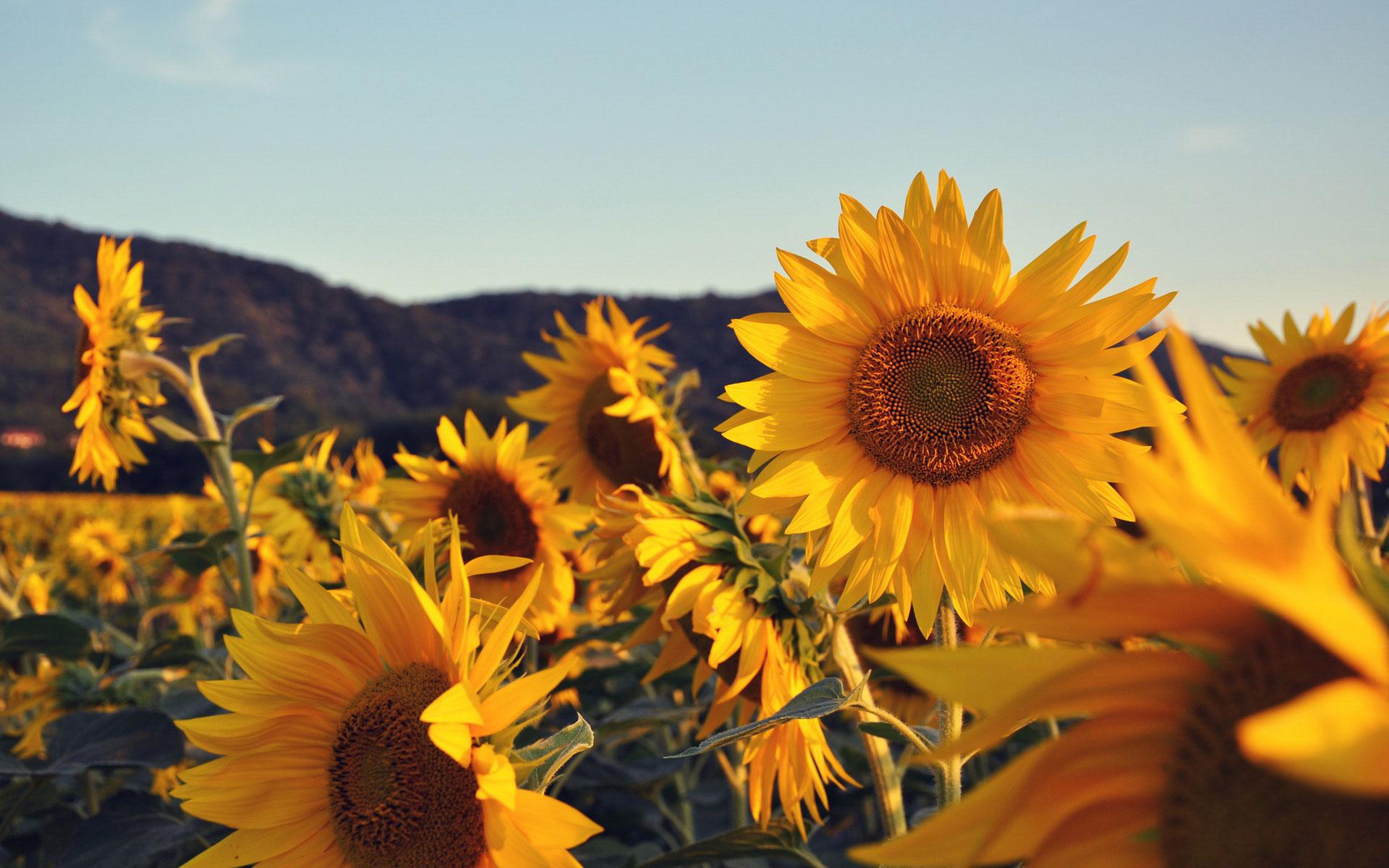 1920x1200 Sunflower Desktop Background